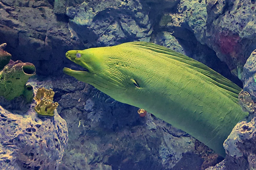 Green Moray Eel