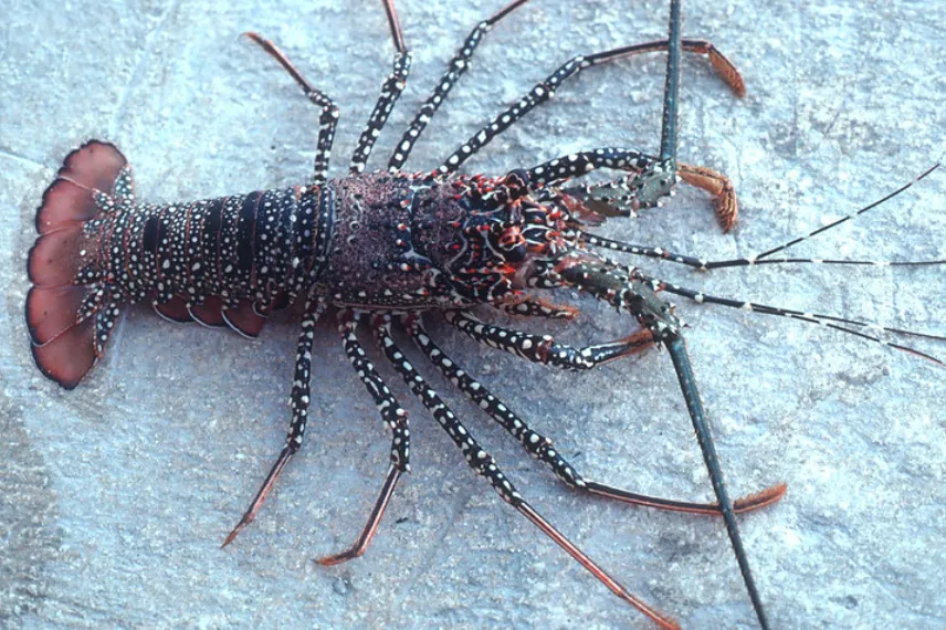 Spiny Lobster